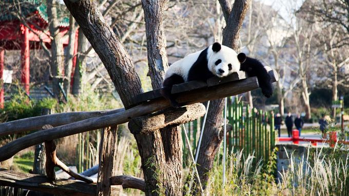 Oba medvědi platí za nezkušené ve věcech pandího sexu. Poprvé se spářili letos v dubnu. Aby u nich chovatelé zvýšili pravděpodobnost, zkusili i umělé oplodnění.