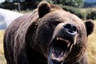 Medvěd na Slovensku napadl muže na ulici, zranil ho na hlavě