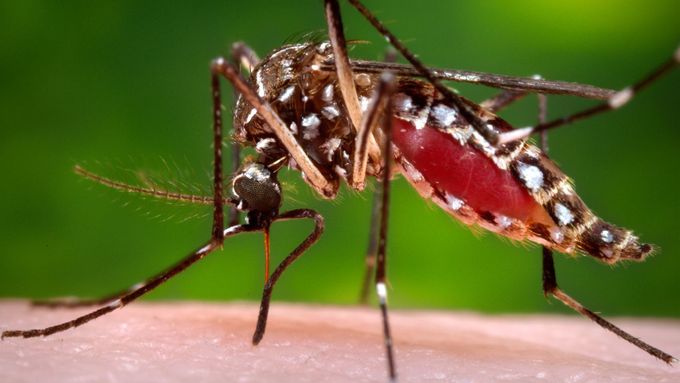 Komár Aedes aegypti, který přenáší virus zika. Ilustrační foto.