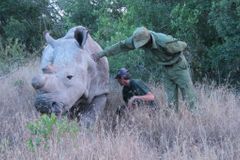 Páří se, jásají strážci bílých nosorožců ze Dvora