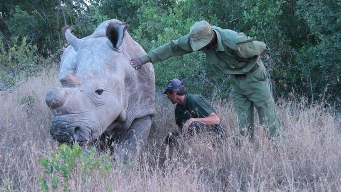 Nosorožci ze Dvora Králové jsou v Keni pravidelně kontrolováni místními strážci.