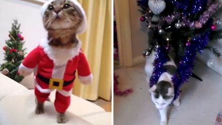 Vánoční trampoty koček, kocourů a jedné želvy. Aneb žádný <strong>strom</strong> nezůstane stát