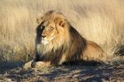 Afrických lvů rychle ubývá. Hlídají je Masajové