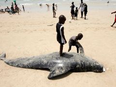 Uhynulý kytovec kulohlavec v Senegalu.