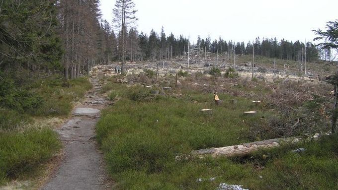 Pokácený les na rakouské straně hranice. Vlevo český les na Šumavě