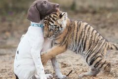 VIDEO Zvířecí láska. Když si hraje tygr se psem