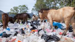Plast - plasty - odpad - skládka - zvířata - koně