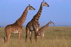 Filmaře zabila žirafa úderem hlavy při natáčení v safari, podle parku si za to mohl sám