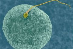 Ultrazvuk jako mužská antikoncepce? U krys to funguje