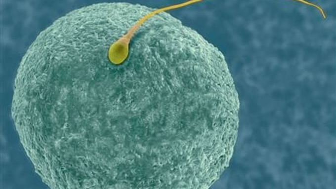 Ukazuje se, že ženské hormony snižují oplodňovací schopnost spermií