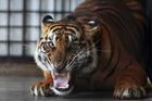 Policie a celníci zasahují kvůli zabíjení tygrů. Kosti šelem se měly prodávat v pražské tržnici Sapa