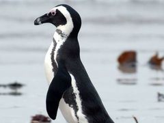 Vznik národního parku má zajistit přežití tučňáků