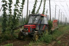Konec pěstování chmele v Česku? Pěstitelé se bojí omezení mědi, pomáhá jim proti houbám