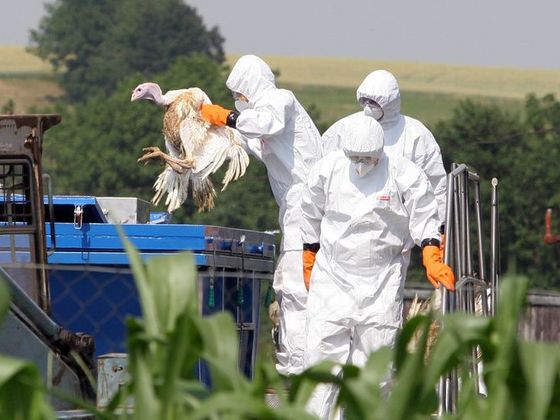 Čtěte více o H5N1 Ptačí chřipka v Tisové