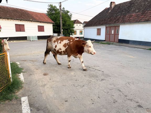 Krávy vracející se z pastvy procházejí před gernickou hospodou, kde se točí české pivo.