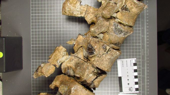 Nález kostí plesiosaura: Je možné najít další, říká geolog.