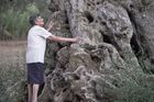 Nebezpečná bakterie pustoší staleté olivovníky. Do Evropy pronikla z Latinské Ameriky