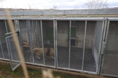 Lva Jamvana pustí pražská zoo po téměř roce a půl z izolace. Lvíče se narodilo mrtvé
