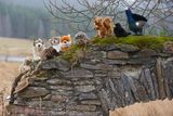 V říjnu 2013  přišly na pulty informačních středisek Správy Národního parku a CHKO Šumava plyšové hračky - třináct druhů zvířátek, které mají svůj domov právě na Šumavě.
