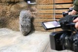 Ve středu zoo svého prvního vombata představila novinářům.