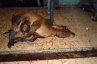 Pošlé a hnijící krávy se porážely i na Slovensku, tvrdí noviny. Úřady zatím nereagují