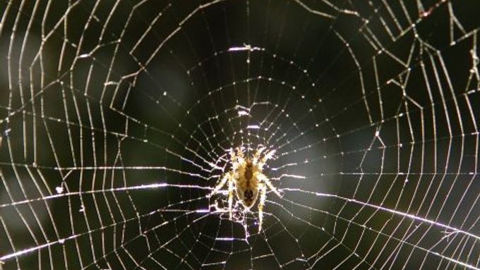 Odrazy světla na pavučině lákají případnou kořist