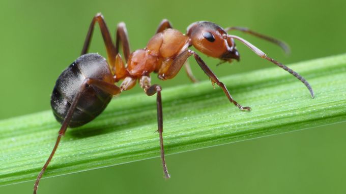 Přínosy mravenců na zahradě převažují nad negativy, upozorňuje entomolog (ilustrační foto).