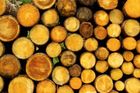 Policie prověřuje tendry na lesnické práce pro Lesy ČR