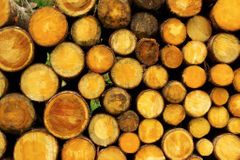 Těžba dřeva v Česku byla loni největší za pět let. V lesích ho ale neubývá