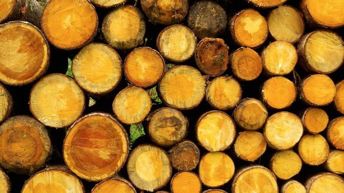 Ceny dřeva zůstávají pro hospodaření Lesů ČR příznivé.