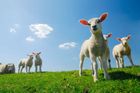 Novozélandští vědci vychovávají ekologické ovce. Nebudou vypouštět tolik plynů
