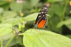 Samečci tropického motýla impregnují při páření partnerky, aby odradili soky