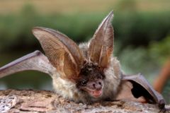 Čeští vědci objevili v Senegalu pět druhů netopýrů
