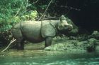 Pytlák zabil ve Vietnamu posledního nosorožce jávského