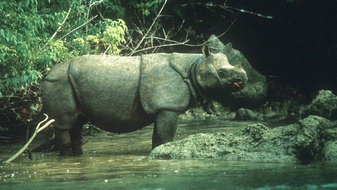 Nosorožec jávský