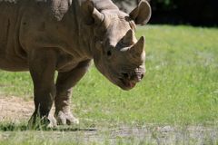 V JAR zabili pytláci dva nosorožce kvůli rohům, ošetřovatele při tom zranili