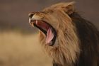 Lvi jsou ohrožený druh. V některých regionech Afriky jim hrozí až vyhynutí