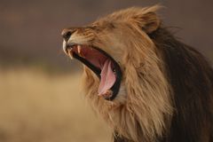 Chovatel po útoku lva ve Zděchově zemřel, policisté obě šelmy ve výběhu zastřelili