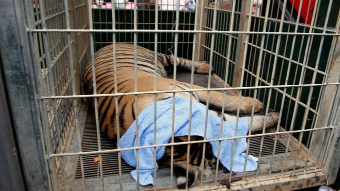 Spící tygr pod sedativy v kleci na přepravu.