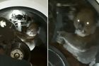 Video: Samička koaly ujela šestnáct kilometrů na nápravě auta. Řidič zastavil až po jejím nářku