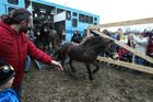 Fotoreportáž: Divocí koně vybíhají do stepi u Milovic