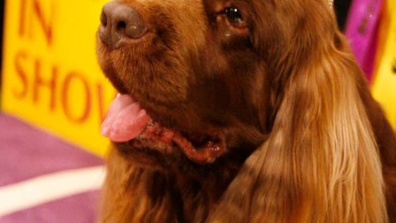 Nejkrásnějším psem USA se poprvé stal sussex španěl