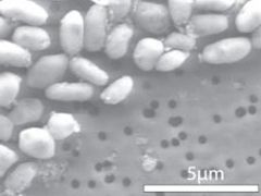 Bakterie GFAJ-1 rostoucí na arsenu.