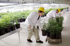 Pěstitel a asistent produkce přepravují květináče s lékařskou marihuanou.