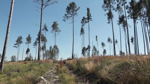 Kůrovec zničil smrkový les na Dačicku včetně mladých stromů. Teď útočí na borovice