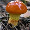 houby klouzek modřínový