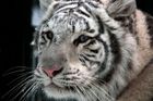 Selhání zaměstnance, vysvětluje šéf zoo útěk tygra