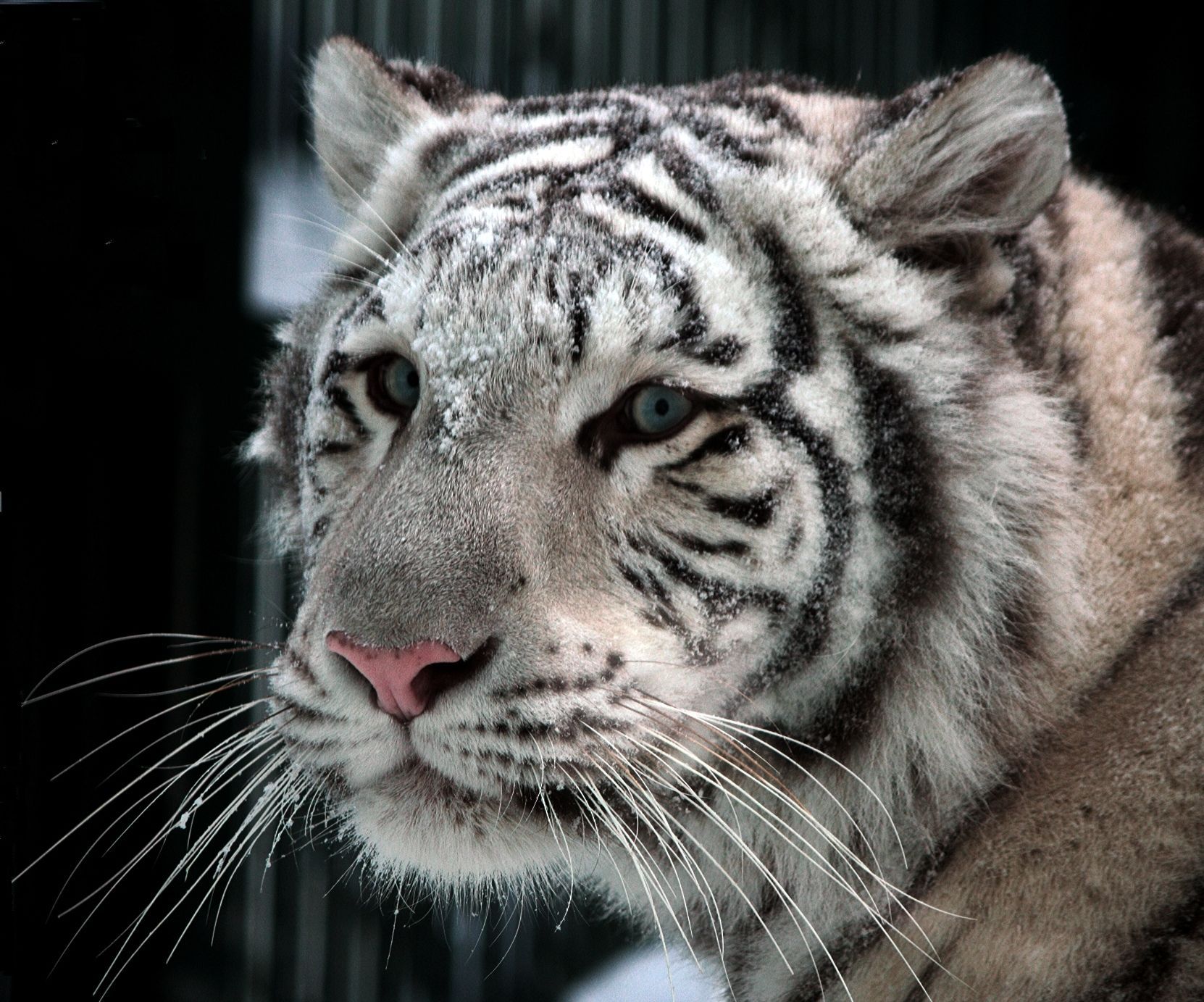 Zoo Liberec - tygr