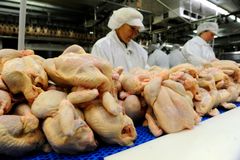 Firma Vodňanská drůbež má novou porcovnu kuřat za stovky milionů