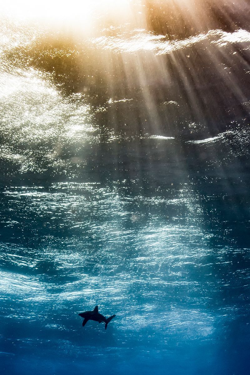 Underwater Photographer of the Year 2017: Vítězové soutěže